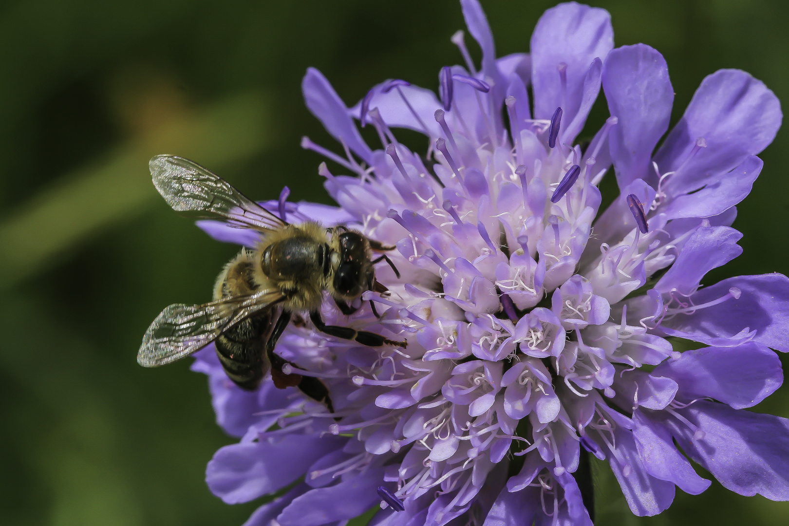 Fleißige Biene in einer Blüte