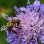 Fleißige Biene in einer Blüte