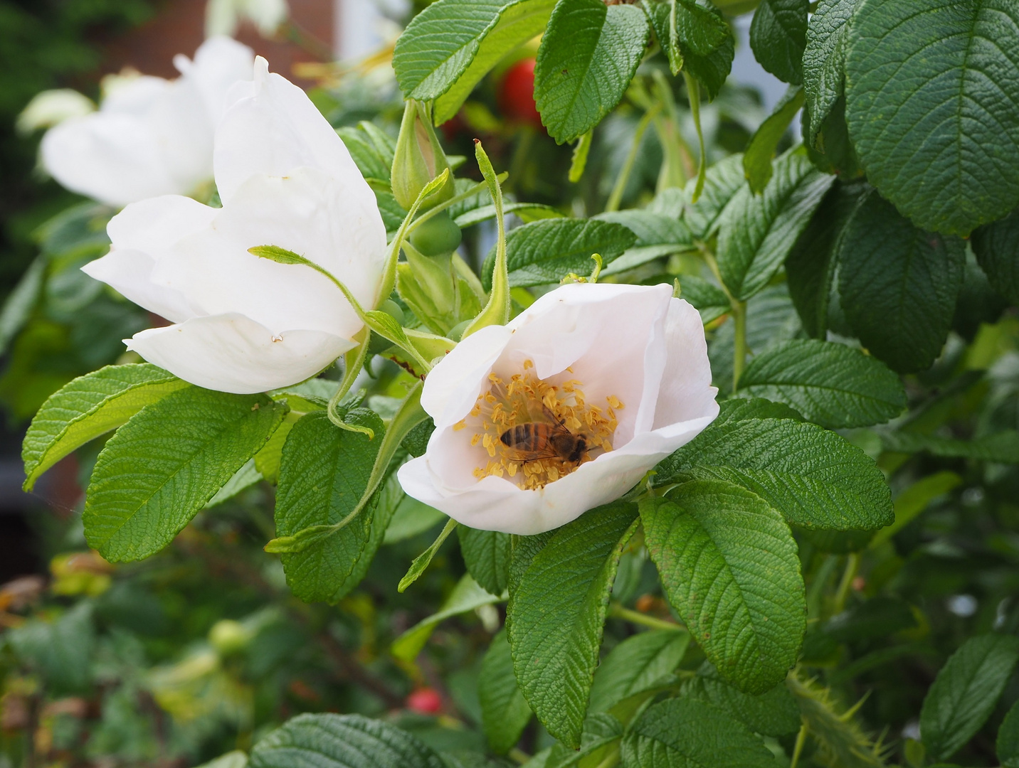 Fleißige Biene in Heckenrose