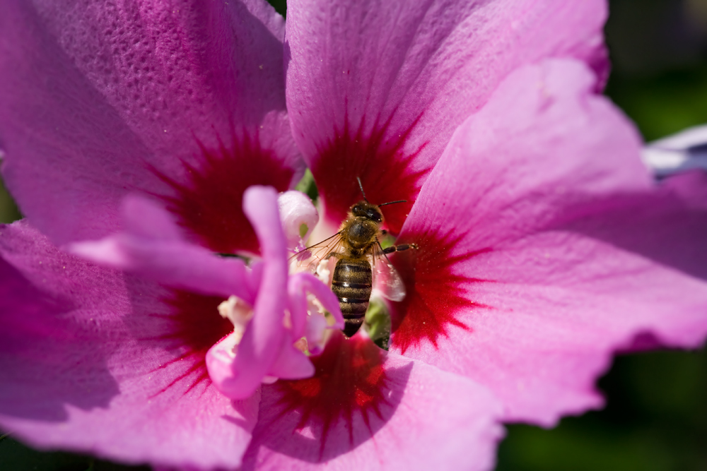 fleissige biene in hibiskusblüte