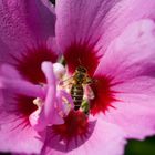 fleissige biene in hibiskusblüte