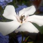 Fleißige Biene in Oleander