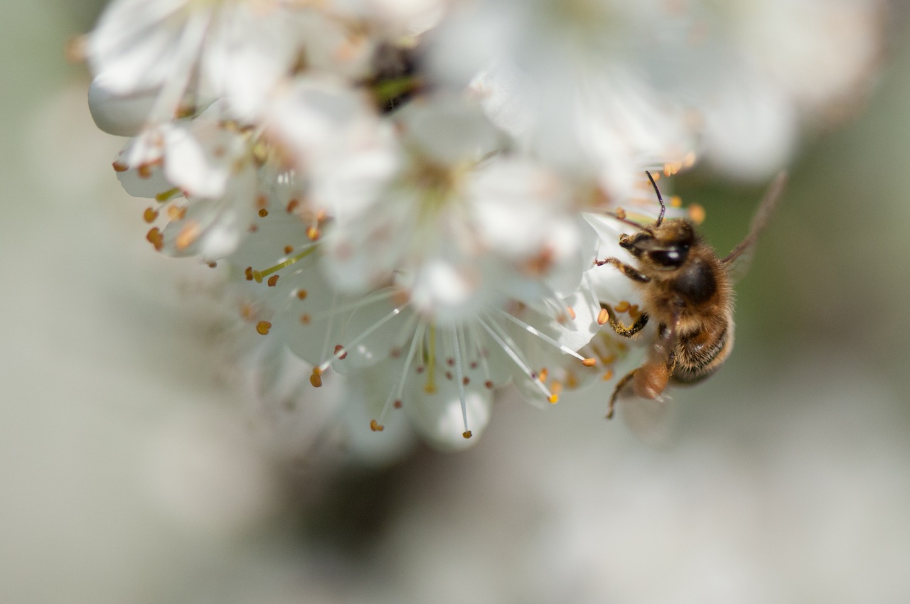 fleissige biene in weisser blüte