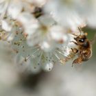 fleissige biene in weisser blüte