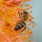 Fleißige Biene mit orangenen Strümpfen