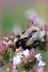 Fleißige Biene (oder Hummel?)