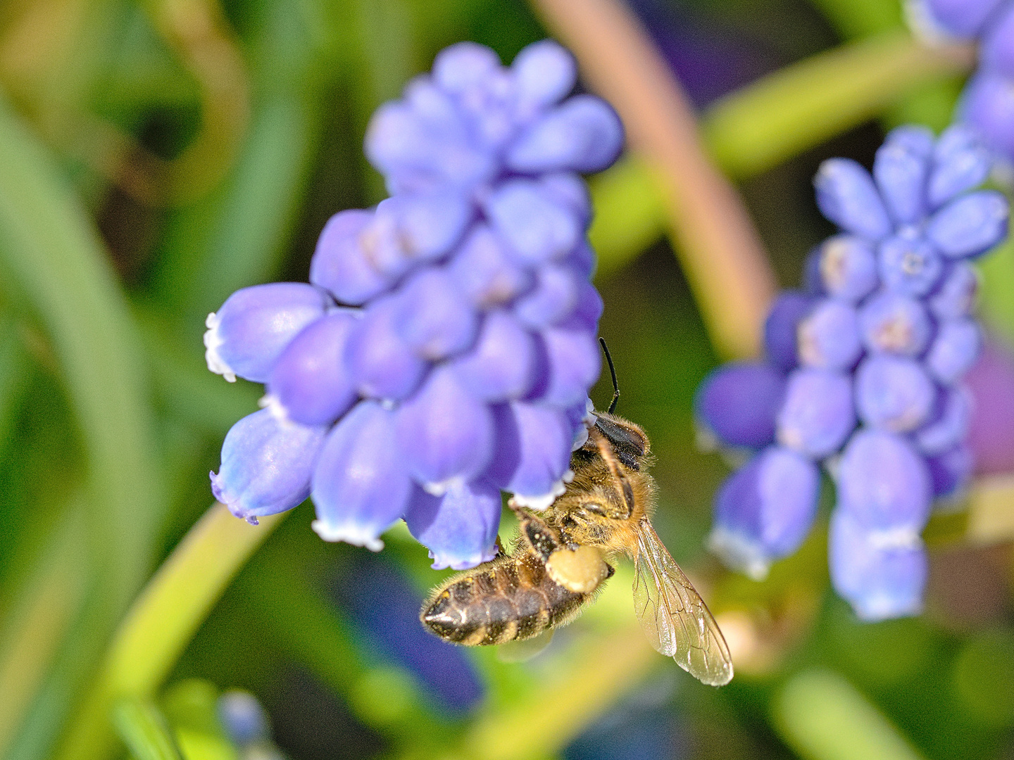 Fleissige Biene zu Besuch bei einer Traubenhyazinthe