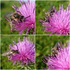 Fleissige Bienen 1