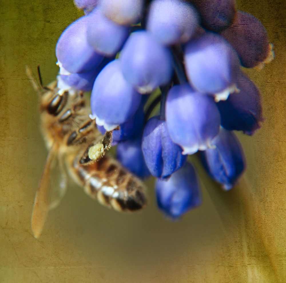 fleissige Bienen!!