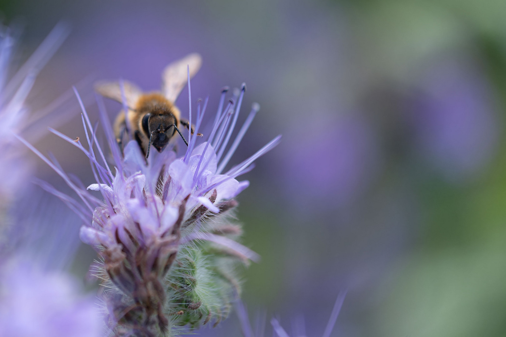 Fleissige Bienen / 2