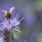 Fleissige Bienen / 2