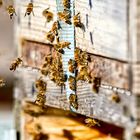 Fleißige Bienen 
