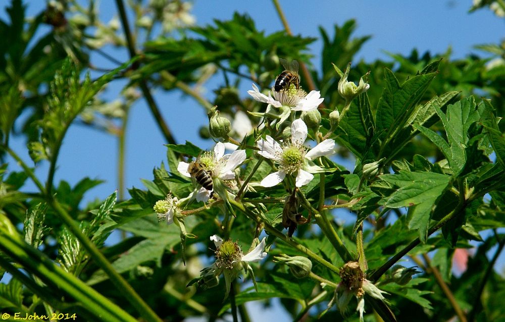 Fleißige Bienen