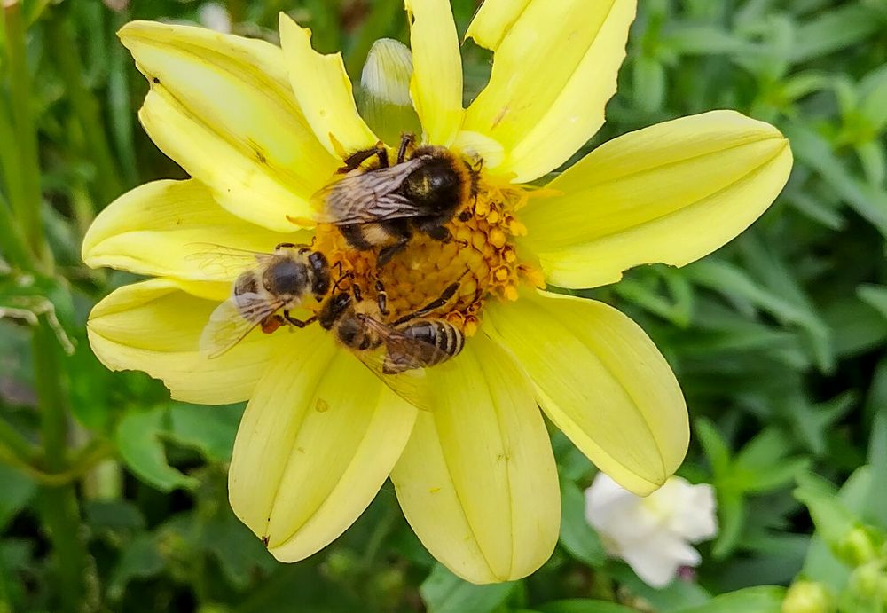 Fleißige Bienen