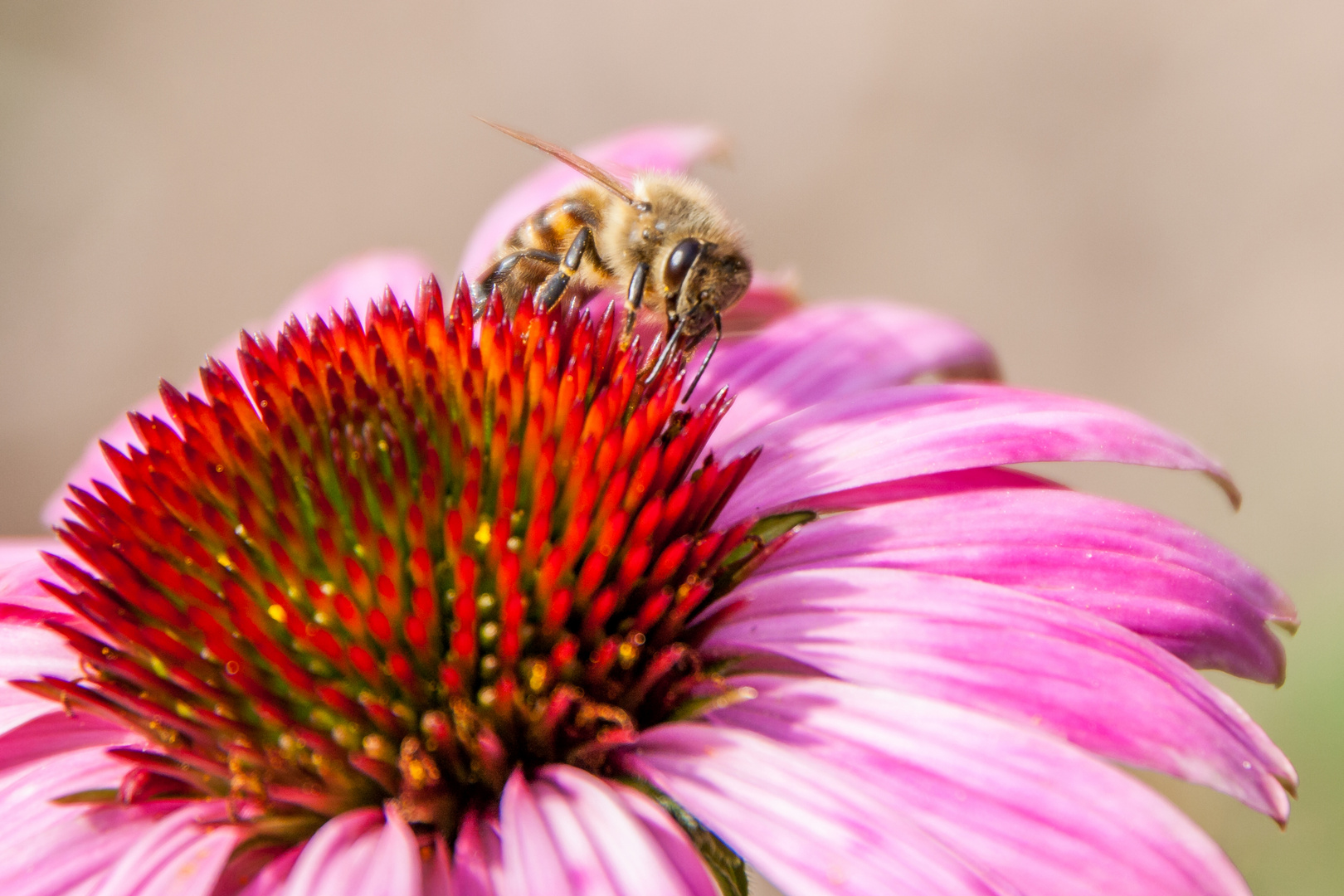 Fleissige Bienen