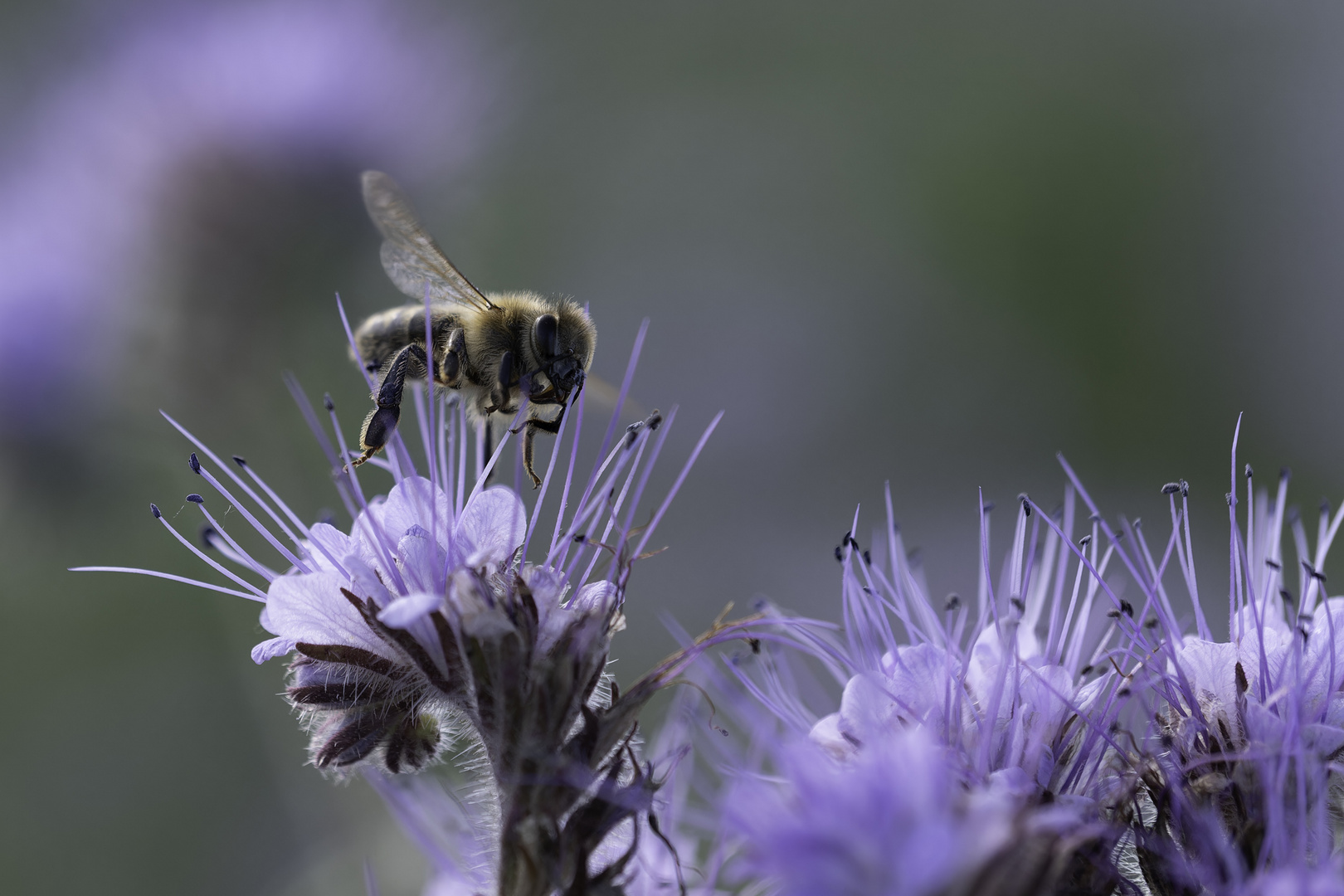 Fleissige Bienen / 3