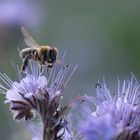 Fleissige Bienen / 3