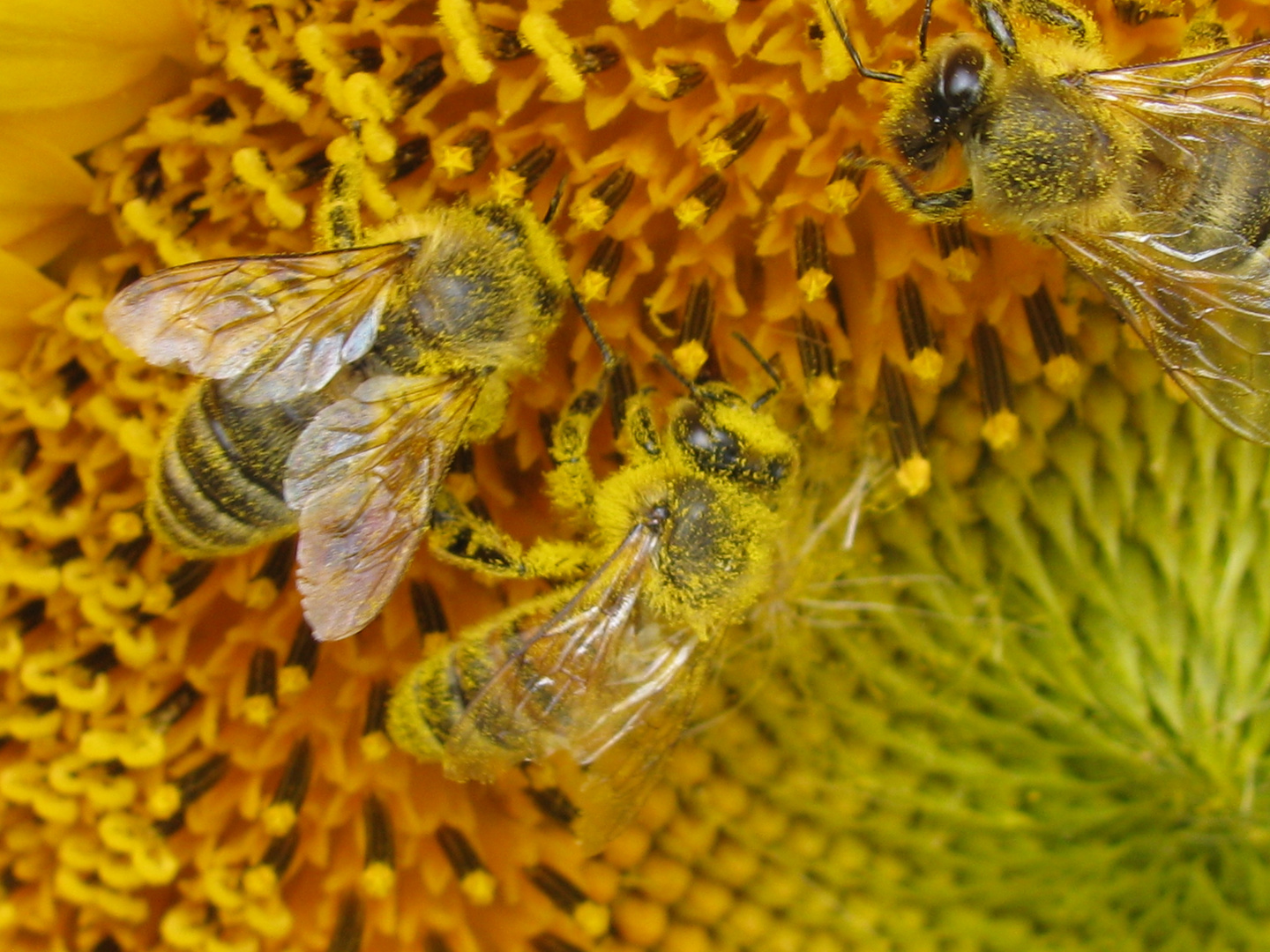 Fleißige Bienen