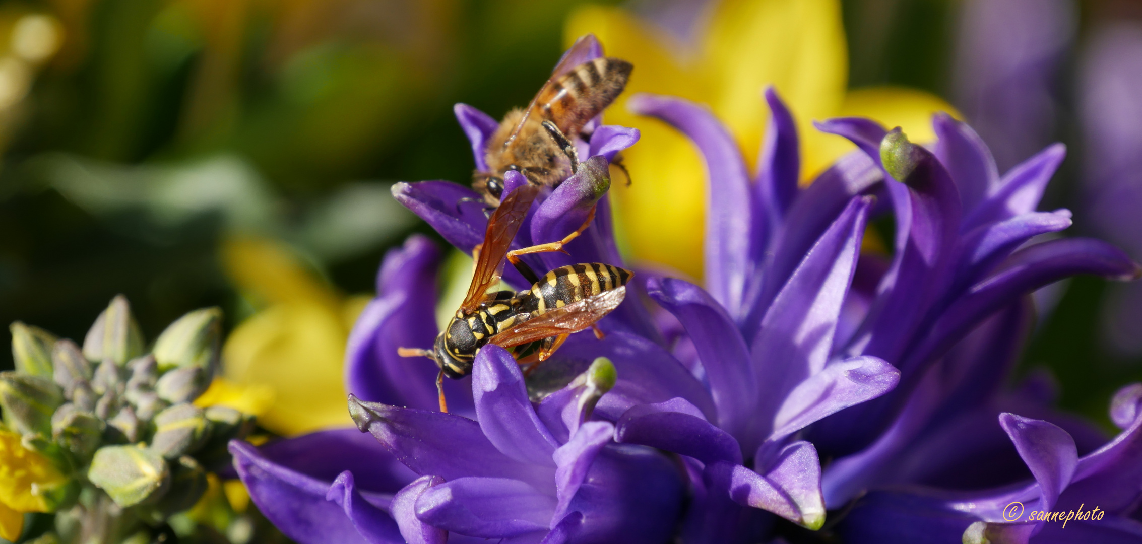 fleißige Bienen