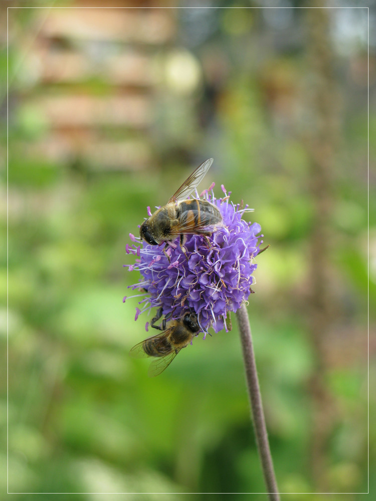 Fleißige Bienen