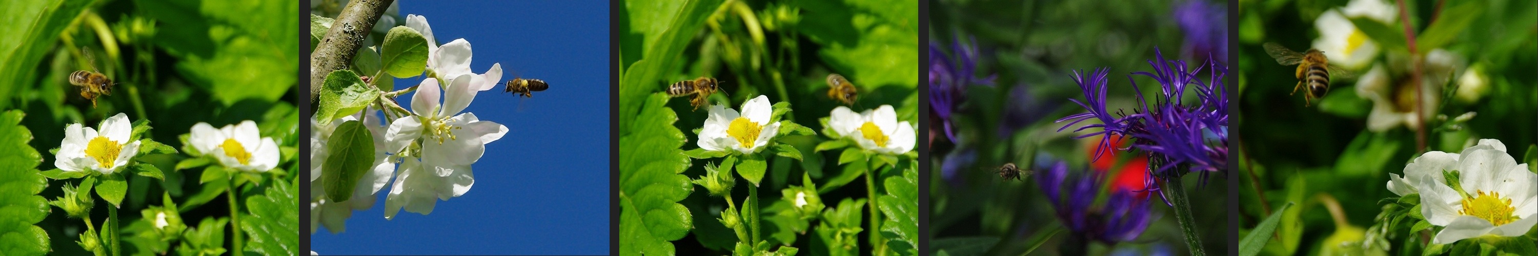 fleißige Bienen