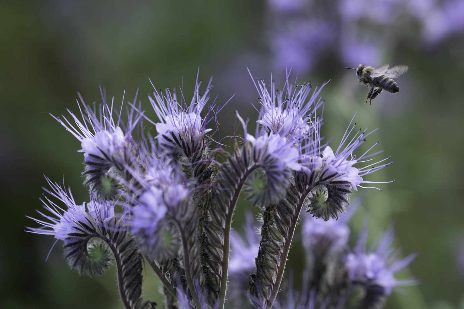 Fleissige Bienen / 4