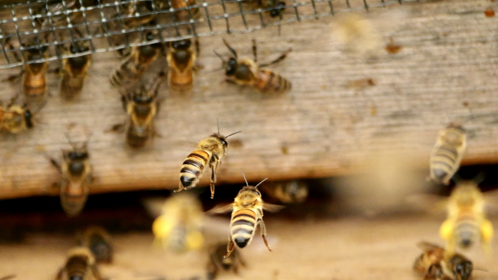 fleißige Bienen 