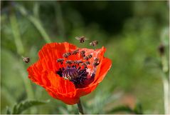 Fleißige Bienen