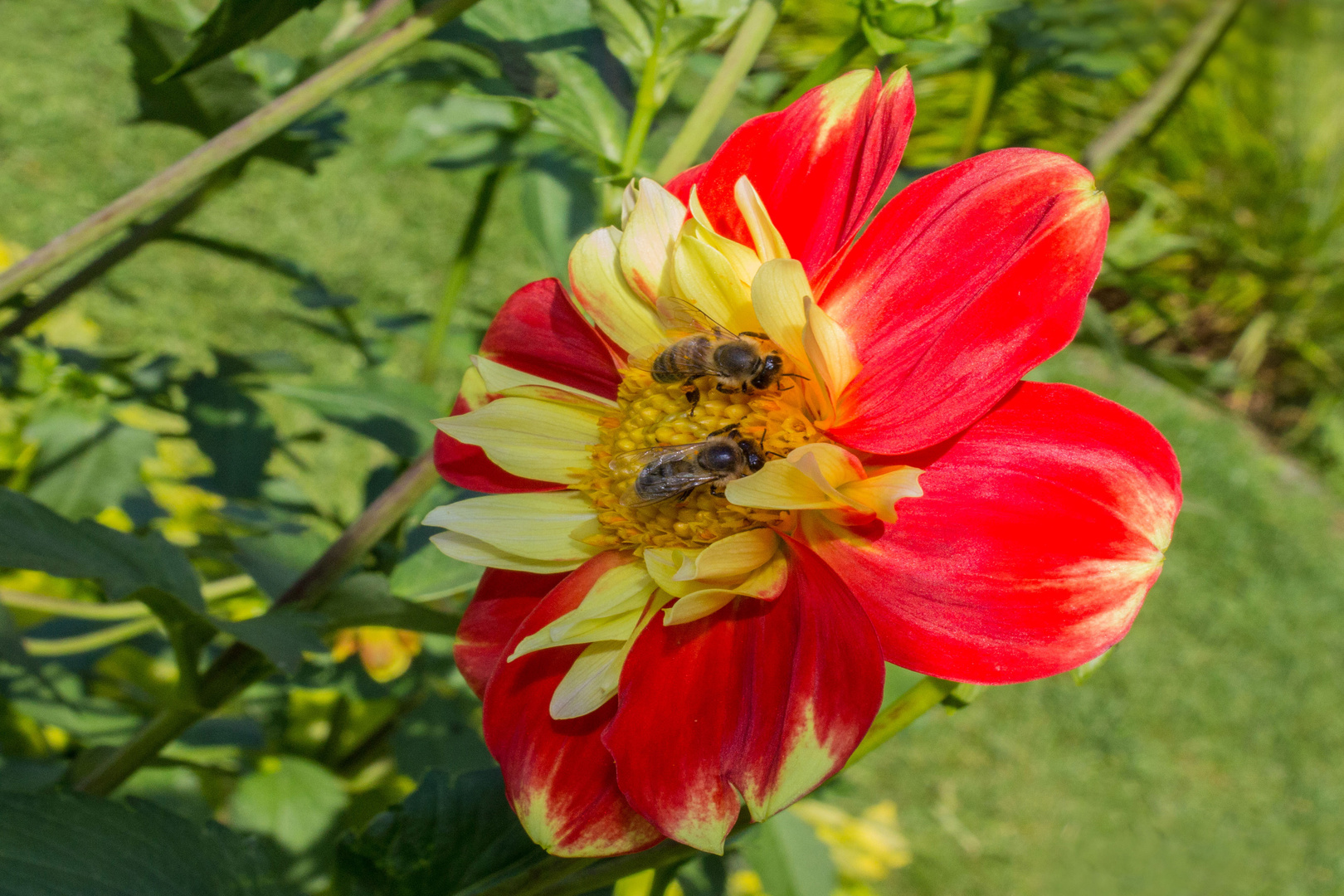 Fleißige Bienen