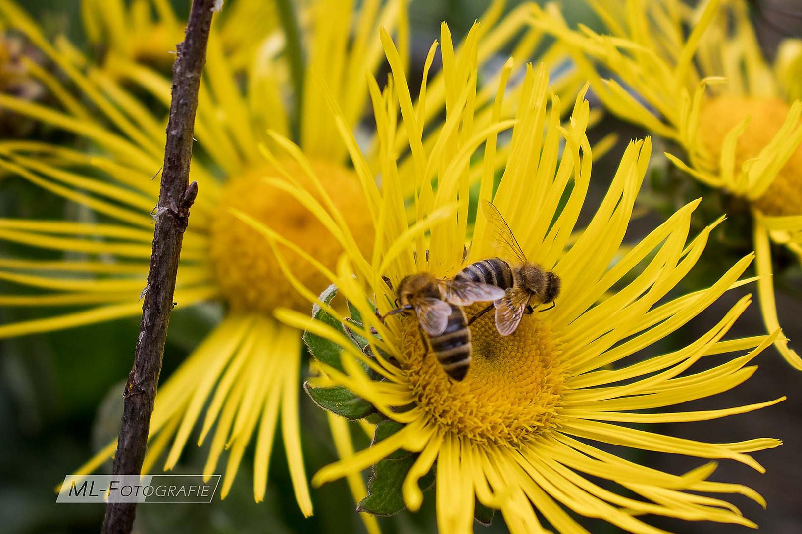 Fleissige Bienen