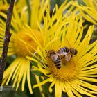 Fleissige Bienen