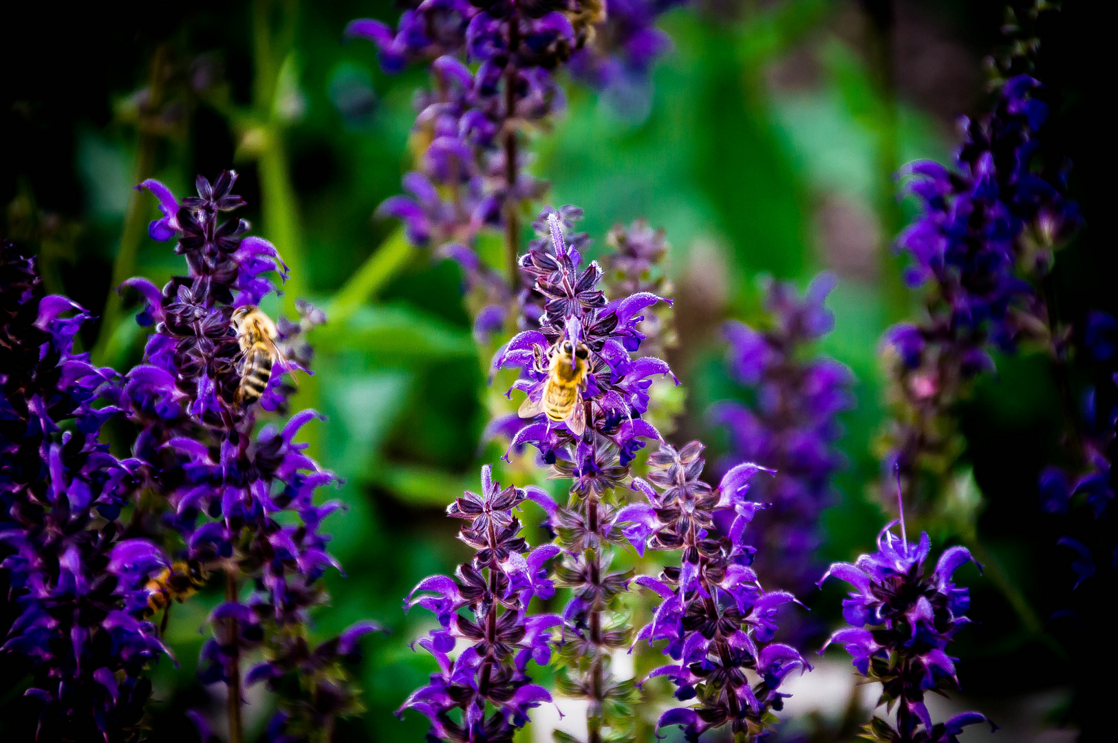 Fleissige Bienen