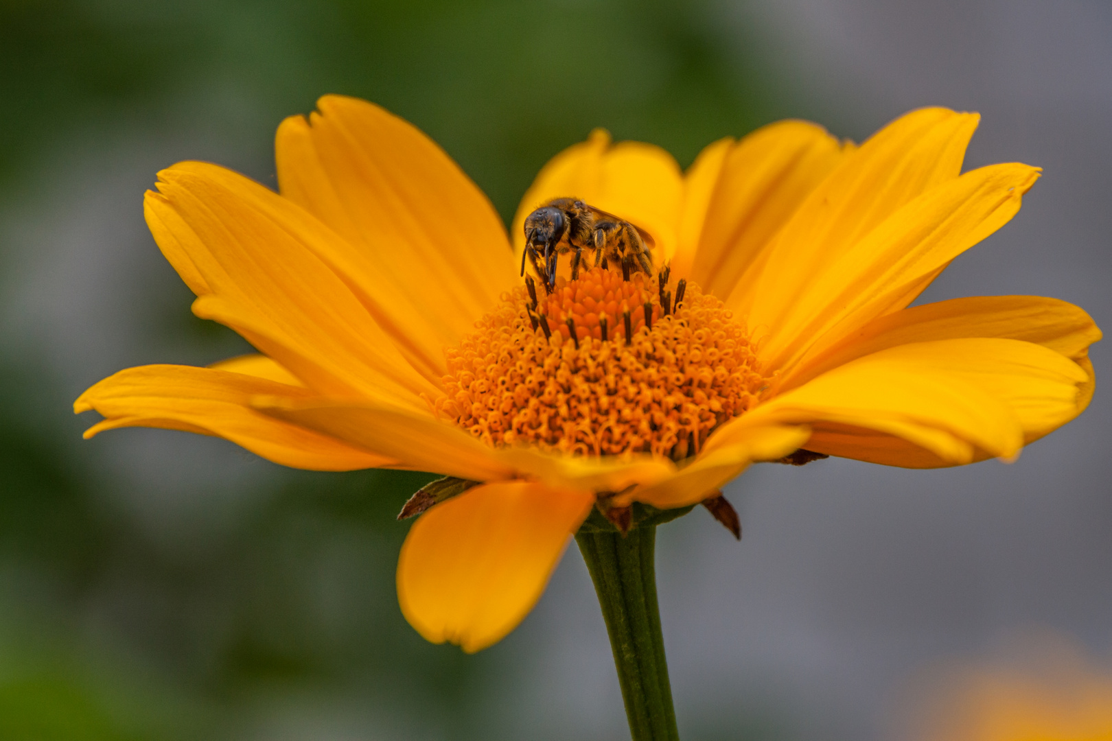 Fleissige Bienen