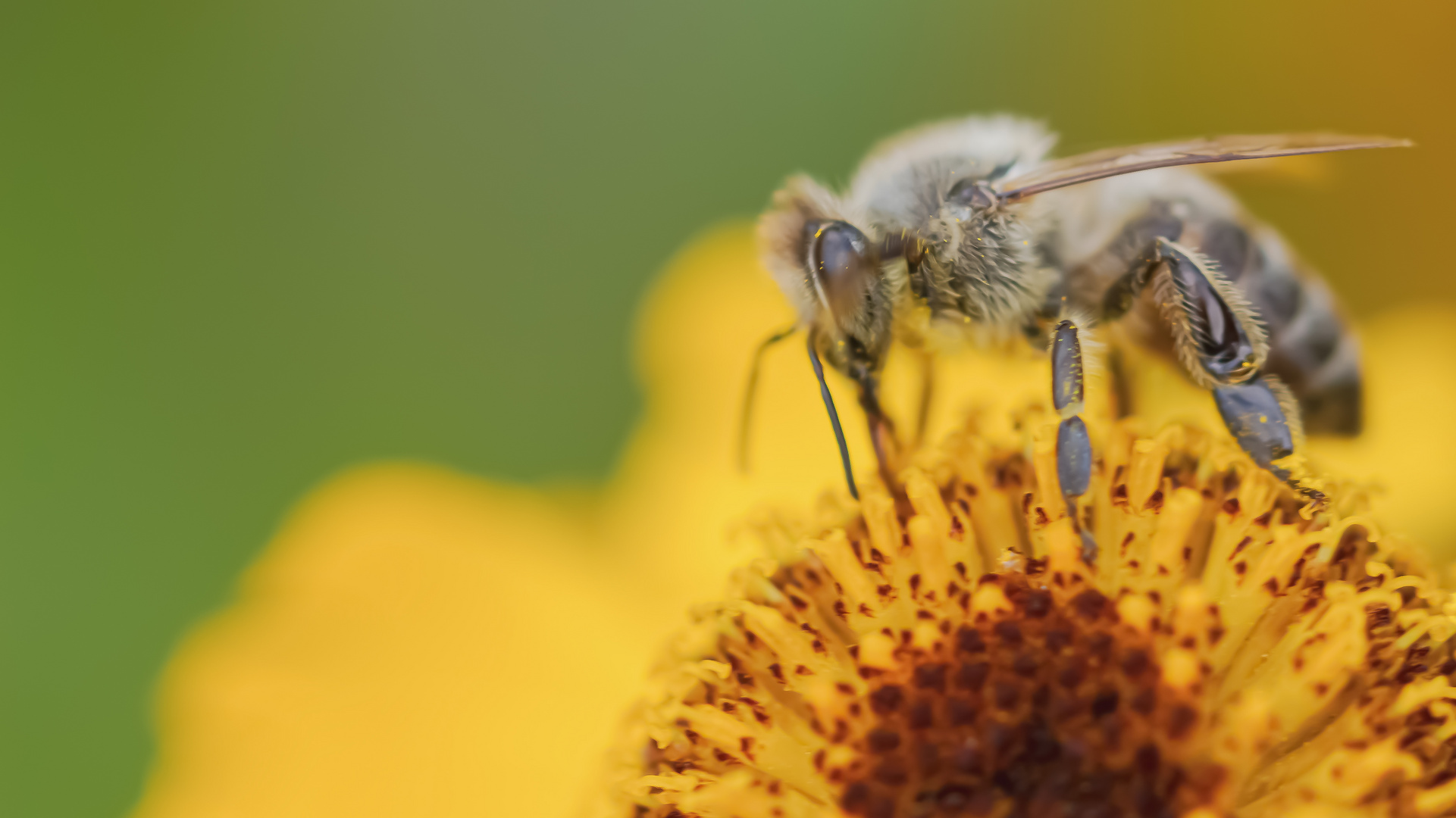 Fleissige Bienen