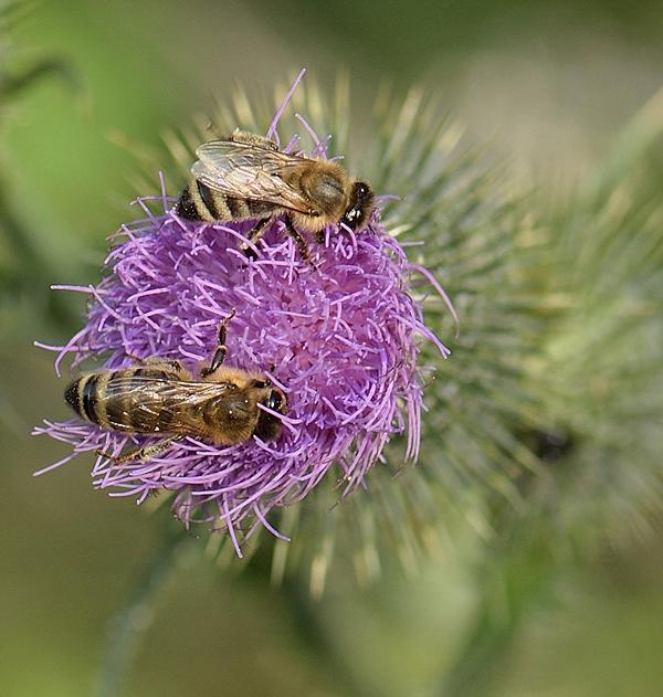 Fleißige Bienen
