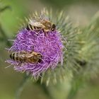 Fleißige Bienen