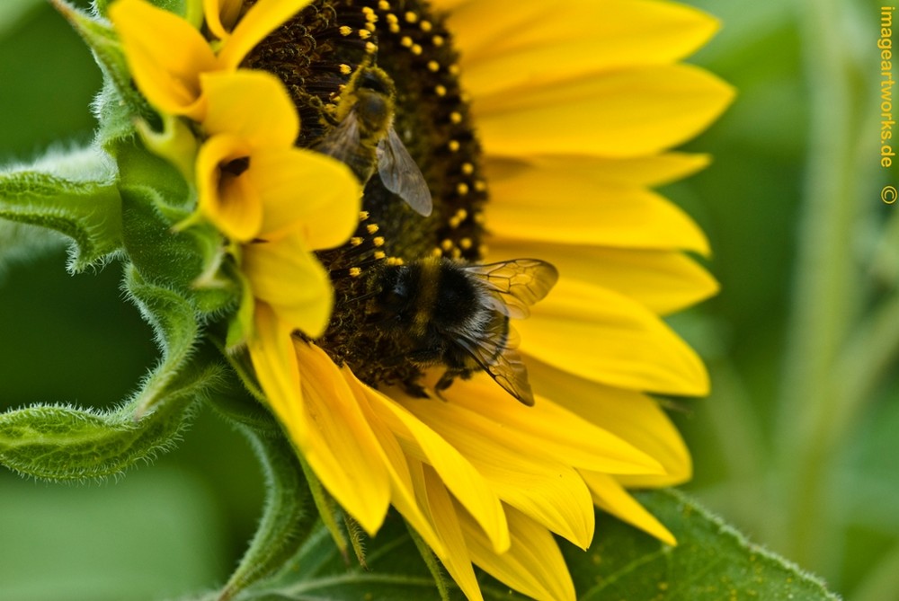 fleißige Bienen