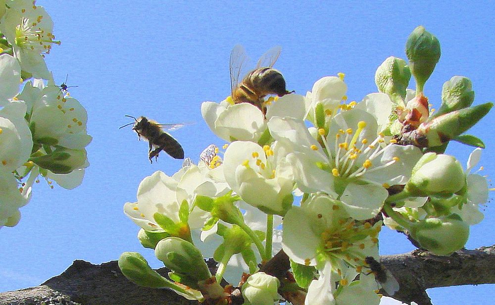 Fleißige Bienen