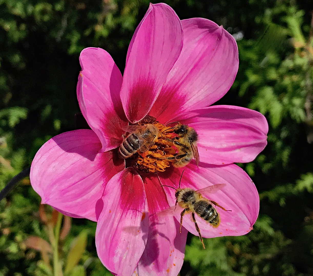 Fleißige Bienen