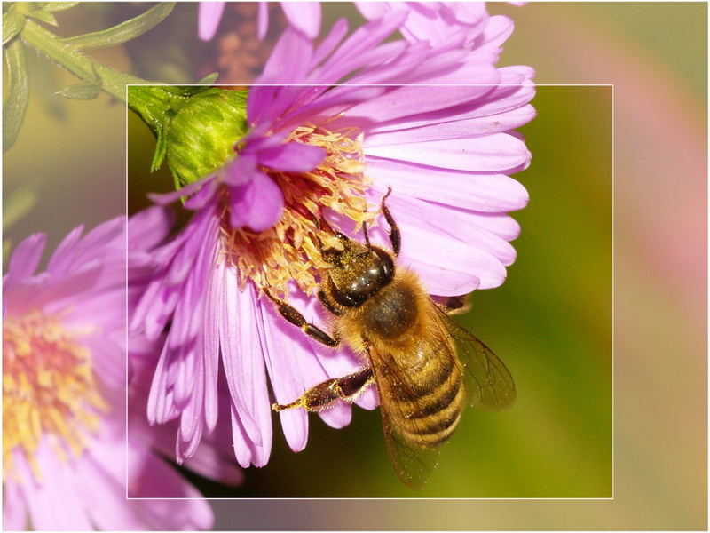 Fleißige Bienen bis in den Oktober