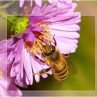 Fleißige Bienen bis in den Oktober