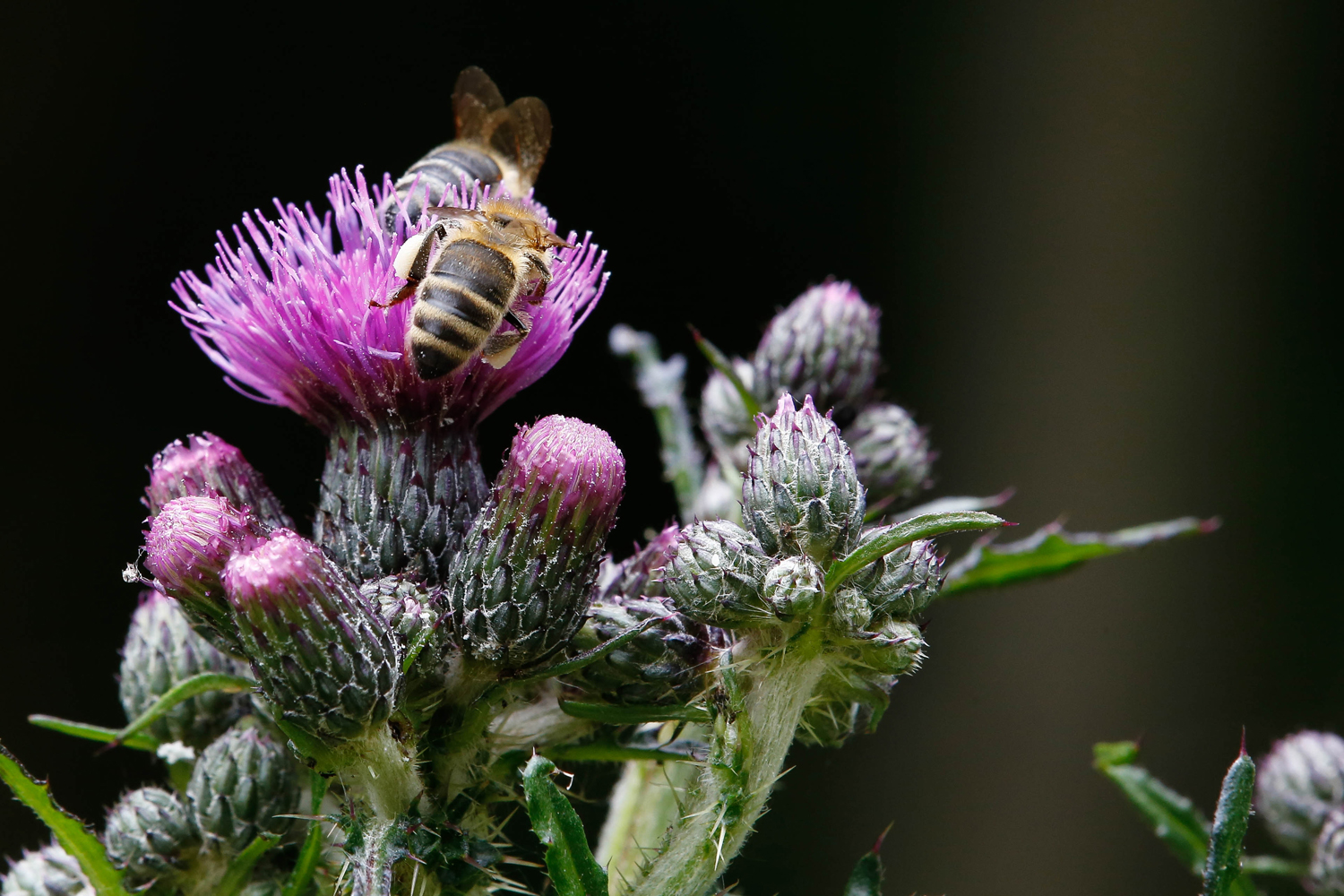 Fleissige Bienen