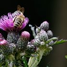 Fleissige Bienen