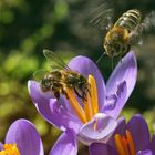 Fleißige Bienen