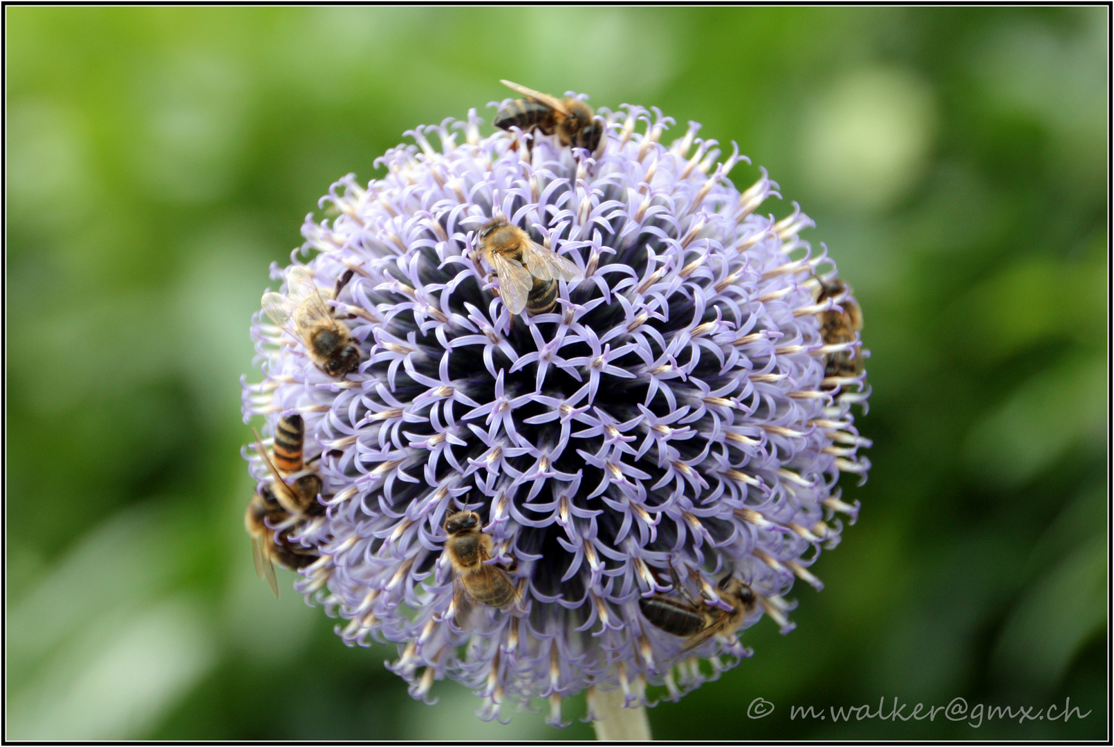 fleissige Bienen