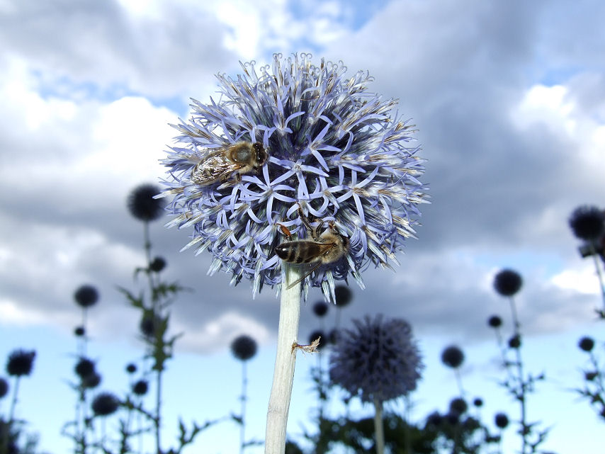 Fleißige Bienen