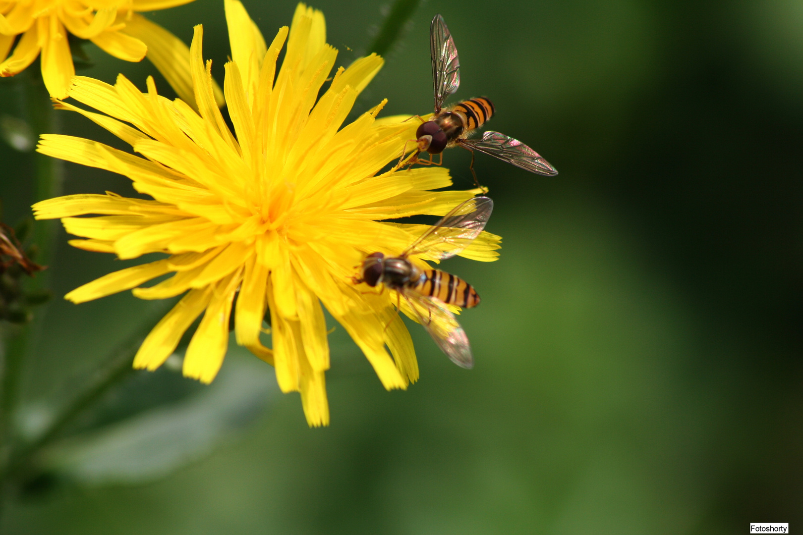 Fleißige Bienen