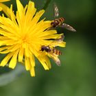 Fleißige Bienen