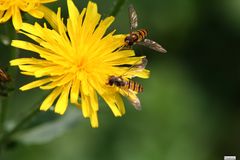 Fleißige Bienen