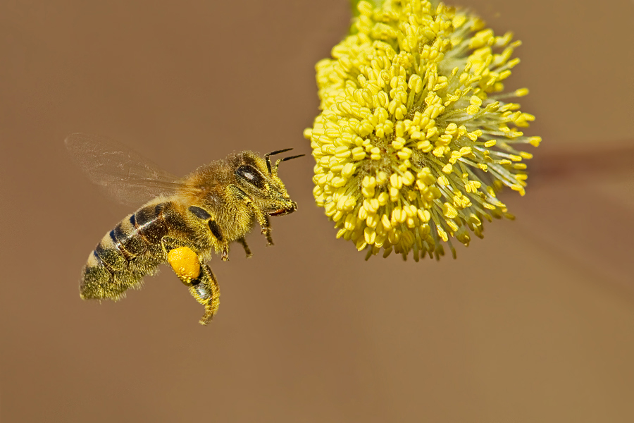 Fleißige Bienen .....